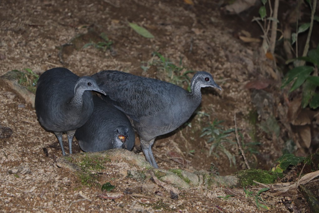 ecuador birds tour