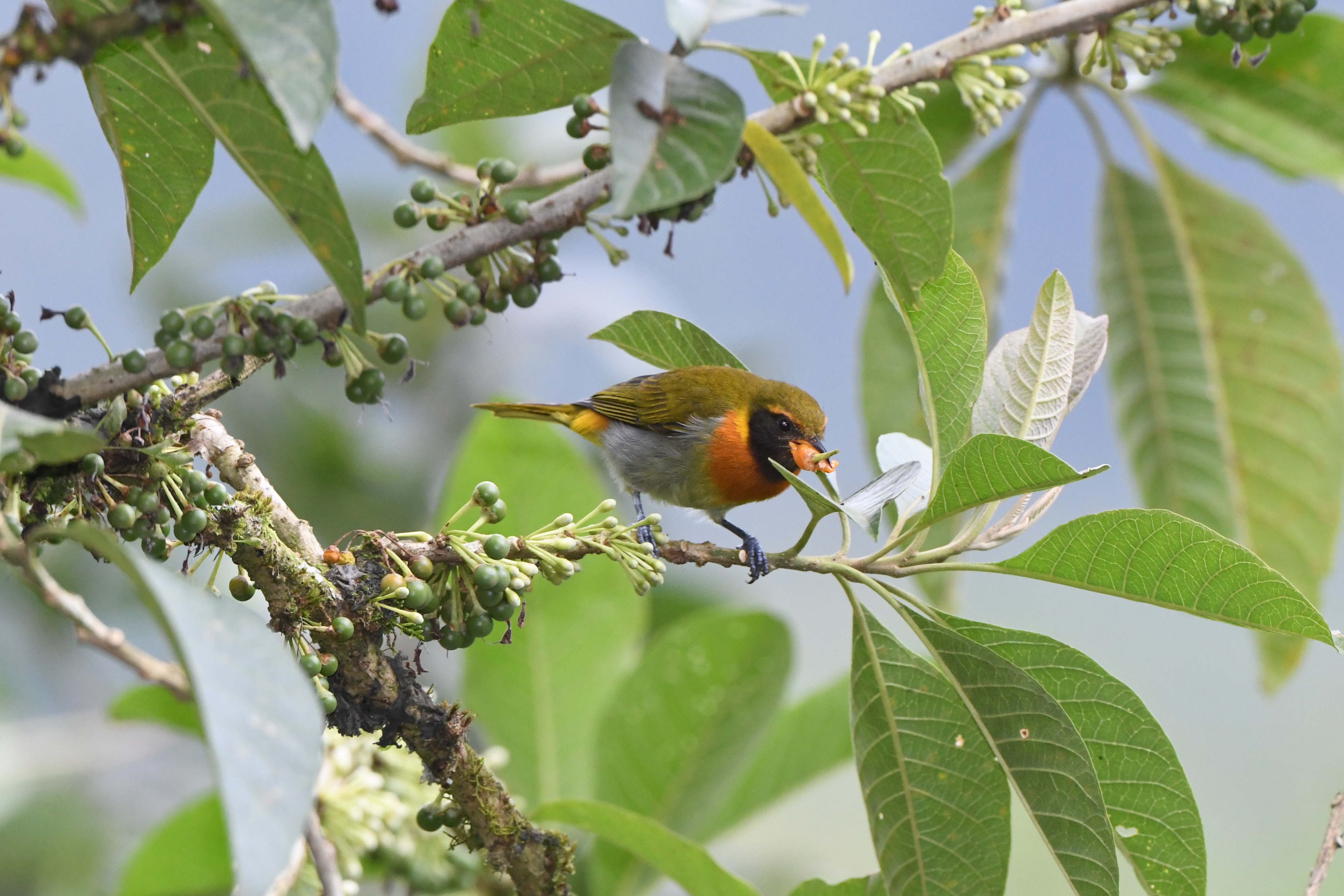 ecuador birds tour - guira tanager