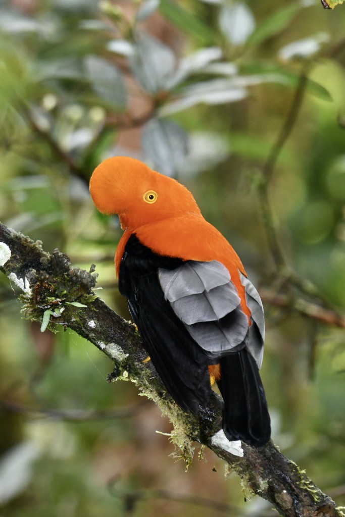 ecuador birds tour