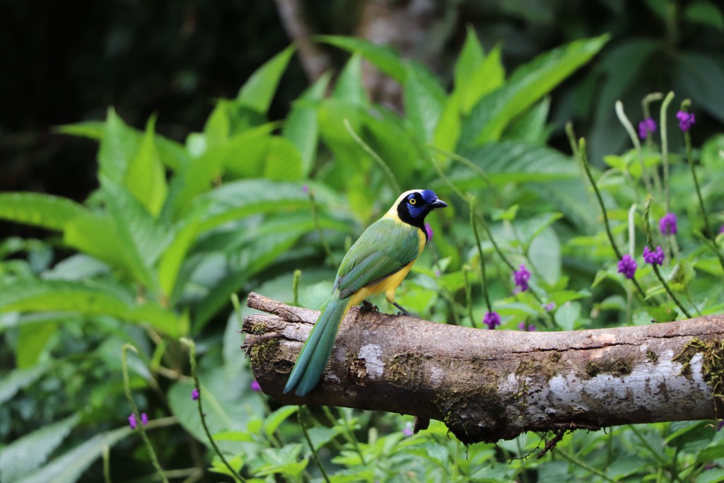 ecuador birds tour