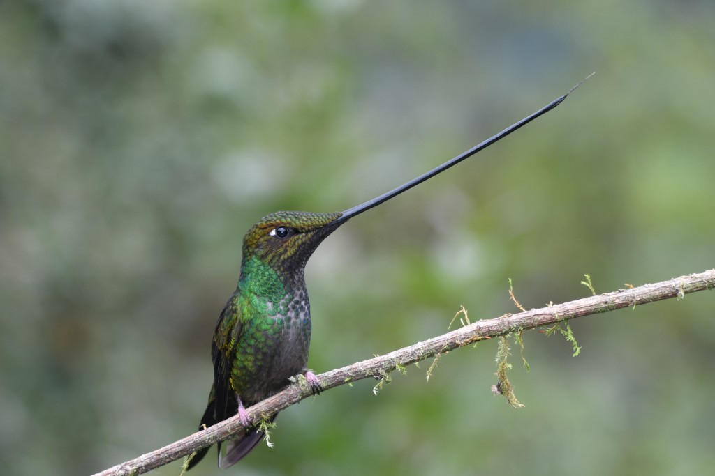 https://ecuadorbirdstour.com/